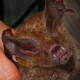A frog-eating bat